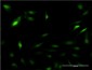 PSME2 Antibody (monoclonal) (M01)